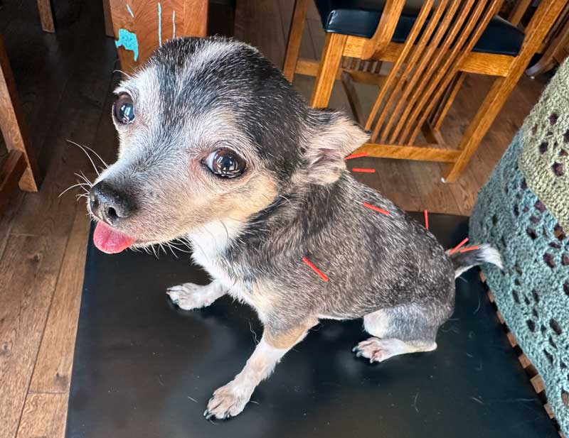 sammy-acupuncture-treatment.jpg