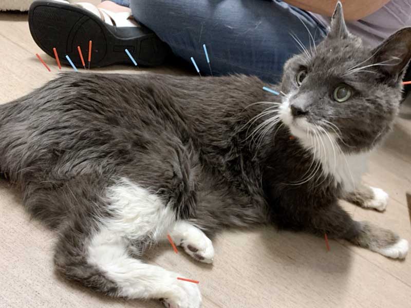 Mature dog with acupuncture needles in his face and back. 