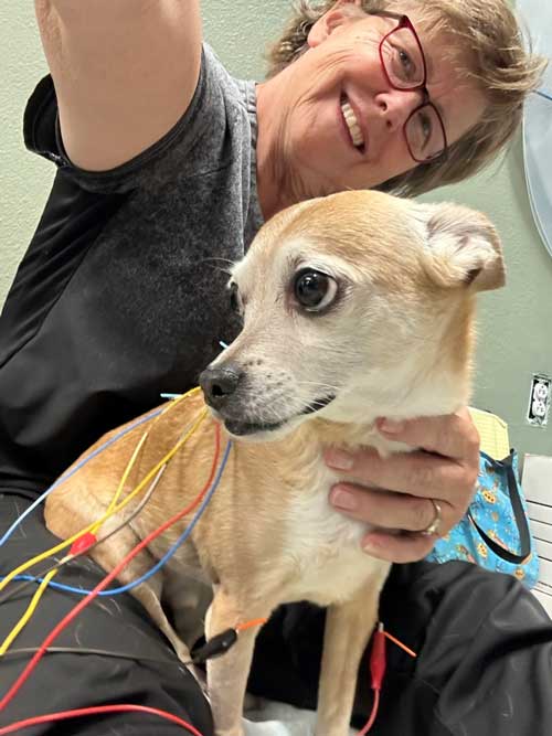 Dr. Bonnie Wright, DVM, DACVAA, treating small dog with acupuncture