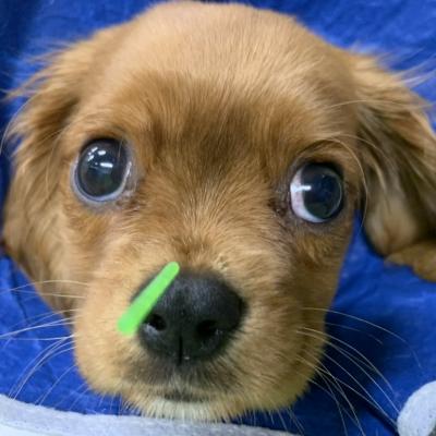 2ec1f927 843f 450e 8f9f Fe6f23c70166 1 105 C