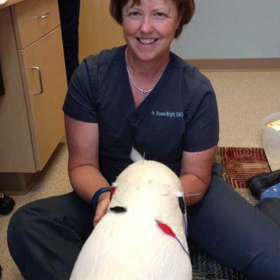 Acupuncture On Pixie Dust Dog