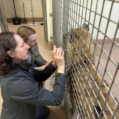 Lisa Lancaster treating zoo animal using acupuncture