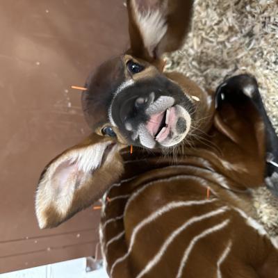 Denver Zoo Conservation Alliance