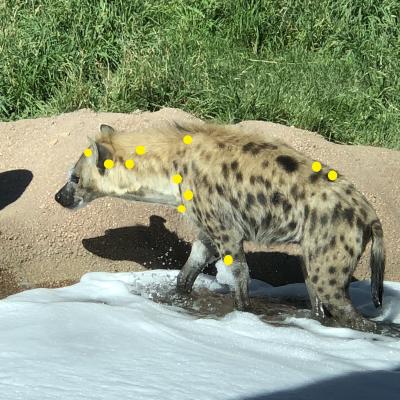 Hyena image with yellow dots representing acupuncture locations