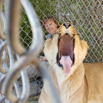 Large lioness with it's mouth wide openat the zoo