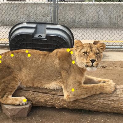 Lion image with yellow dots representing acupuncture locations