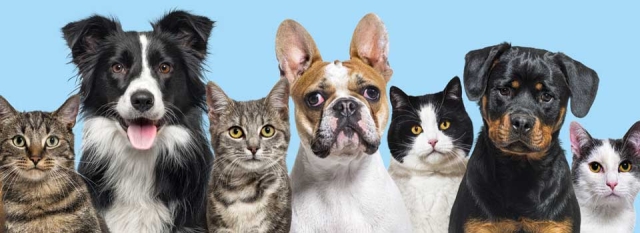 Small Animal Level Three